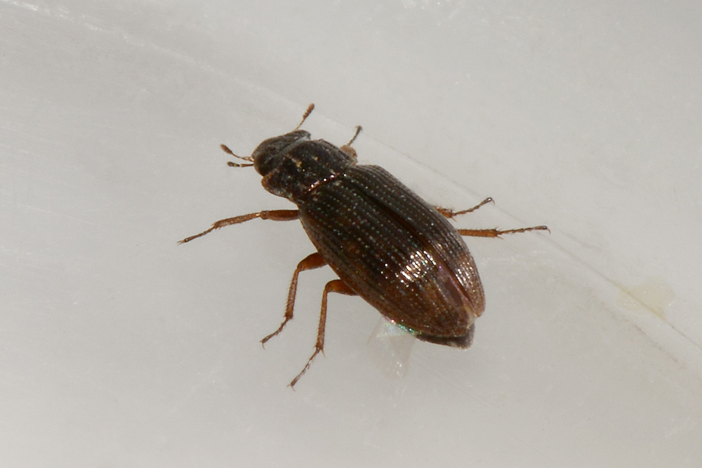Helophoridae:  Helophorus sp.